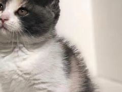-瑞派先诺宠物医院•猫专科•普外科•中兽医(佛山院)
