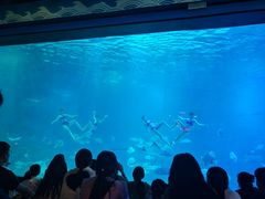 -烟台海昌鲸鲨海洋公园