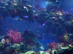 -迪拜帆船酒店海底餐厅