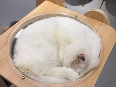 -飞行喵MR PILOT|猫舍·猫咖(静安大融城店)