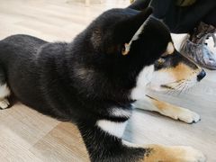 -柴迷FANS CLUB·柴犬狗咖·猫咖