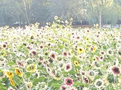 -长白岛森林公园