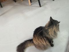 -豆逗聊愈猫阁Easy Life