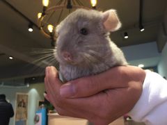-藦茜花园宠物主题亲子互动体验馆(国顺东路店)