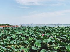 -七的湖·晚芳亭·阳澄湖农家菜·大闸蟹(莲花岛店)