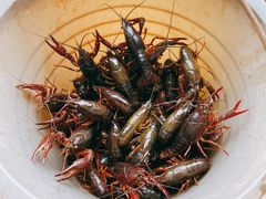 -同銮特种养殖场·龙虾垂钓