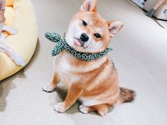 -逗柴咖啡屋·狗咖猫咖宠物桌游
