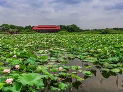 -荷塘月色湿地公园·向阳花洲