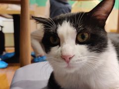 -绒爪撸猫下午茶·猫咖
