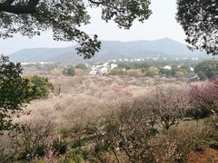 -香雪海