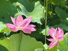 -莲池书院博物馆