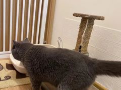 -客栈猫舍(中央北路店)