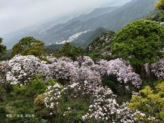 -梧桐山风景名胜区