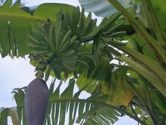 -云溪植物园