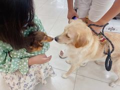 -翊宠yipet猫狗购宠庄园犬舍•猫舍