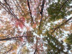 -年轮烧烤·羊蝎子·烤鱼(星湖街店)