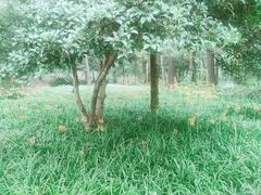 -杭州植物园