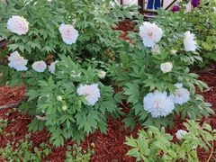 -洛阳市隋唐城遗址植物园