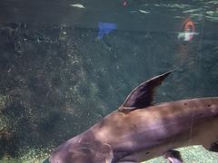 -太平洋海底世界