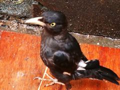 -阿一猪红汤(东风西路店)