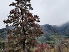 -塔川景区