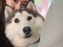-Husky Go! 哈士奇体验馆·宠物咖啡厅狗咖