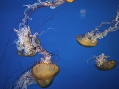 -太平洋海底世界