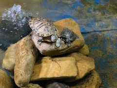 -泉州海丝野生动物世界