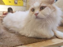 -平行世界·猫咖(首经贸店)