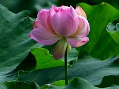 -四川大学(华西校区)