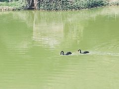 -英德宝晶宫天鹅湖茶语温泉