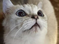 -猫猫幼稚园·撸猫·桌游·电玩