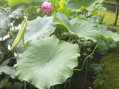 -陈家山荷花公园