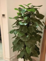 -天津伊美尔医疗整形美容专科医院