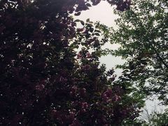-天王浮山樱花园