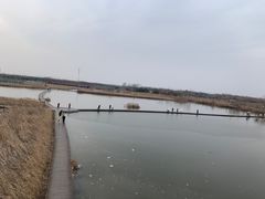 -盐城丹顶鹤湿地生态旅游区