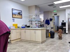 -美联众合动物医院·24h转诊中心