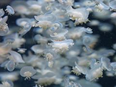 -太平洋海底世界