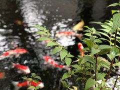 -鲤院·新中式美学·庭院餐厅(夫子庙店)