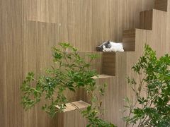 -COLOR PETS 撸猫馆·购猫·猫咖(长风大悦城店)