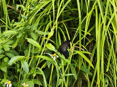 -广州白江湖森林公园