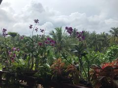 -万兴启丰椰子文化园餐厅