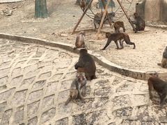 -哈尔滨北方森林动物园