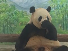 -灵玲国际马戏城
