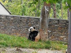 -卧龙中华大熊猫苑神树坪基地