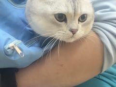 -瑞派天宁宠物医院·猫科·异宠中心
