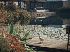 -东梓关景区村庄