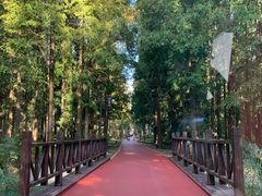 -黄海国家森林公园