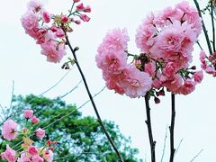 -天适樱花悠乐园