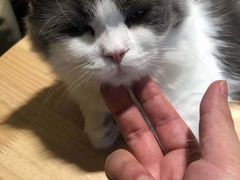 -猫腻·猫咖·撸猫馆(星光大道店)